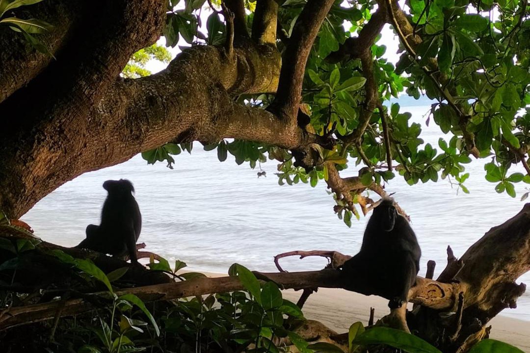 Photo of Others in Bitung