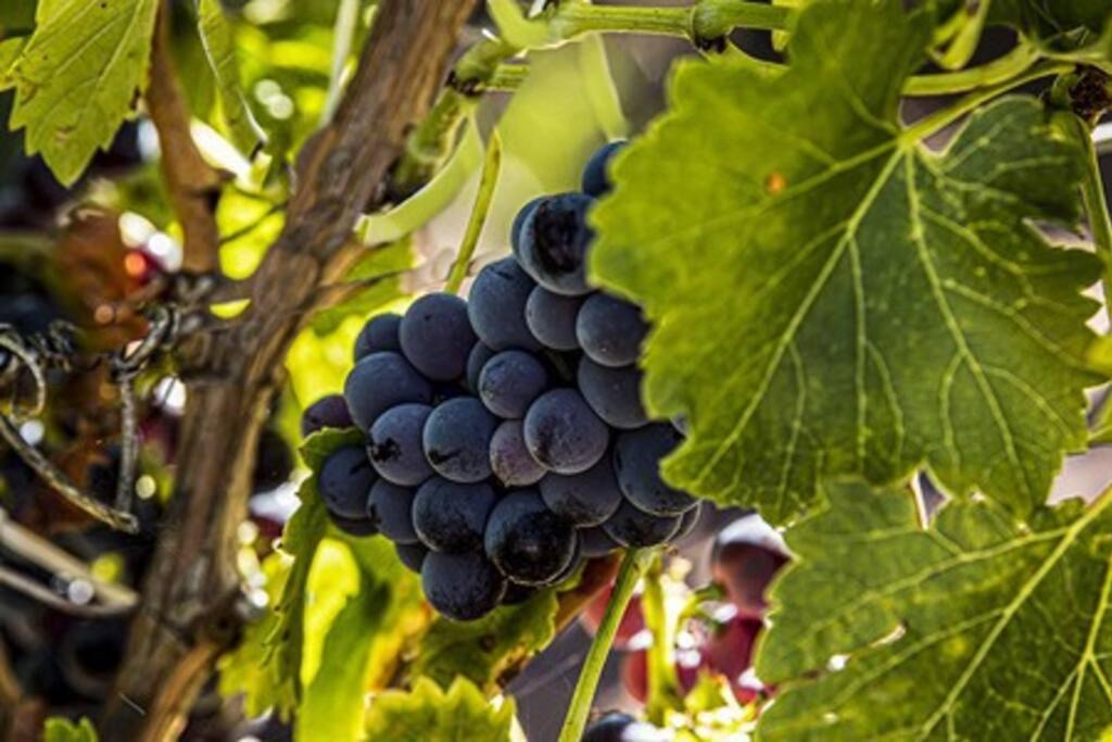 Photo of Others in Nuriootpa