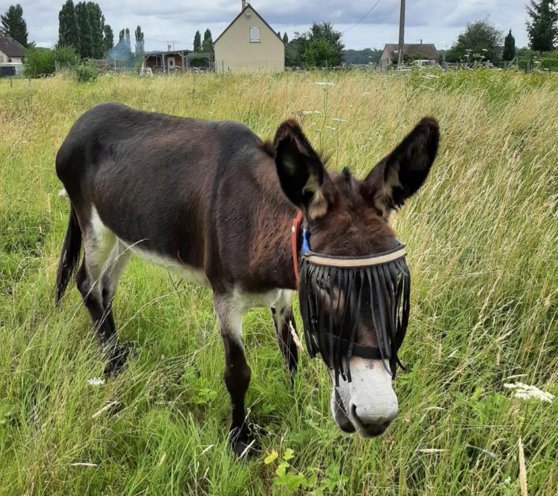 Photo of Others in Veuves