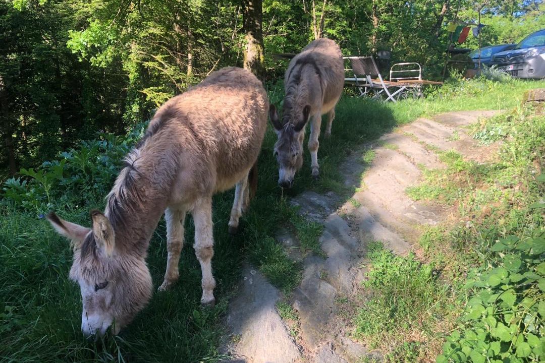 Photo of Human In Picture in Cambounes