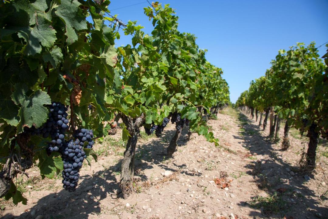 Photo of Others in Le Pian-Medoc