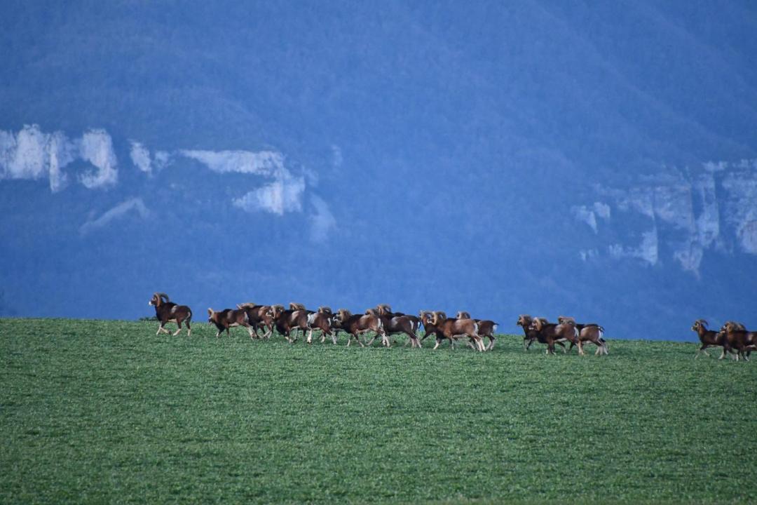 Photo of Others in Mostuejouls