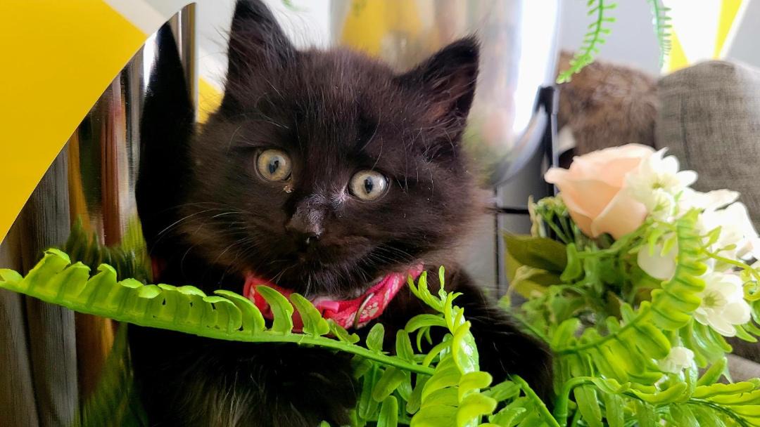 Photo of Others in Raunds