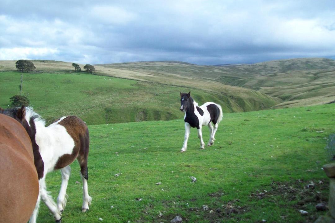 Photo of Others in Tebay