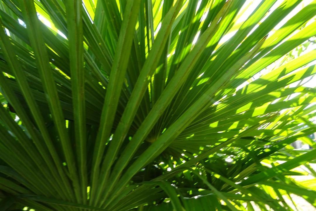 Photo of Outdoor in Labarthe