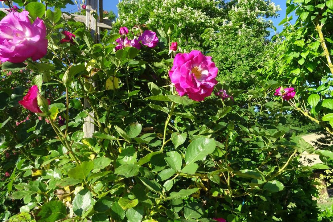 Photo of Outdoor in Labarthe