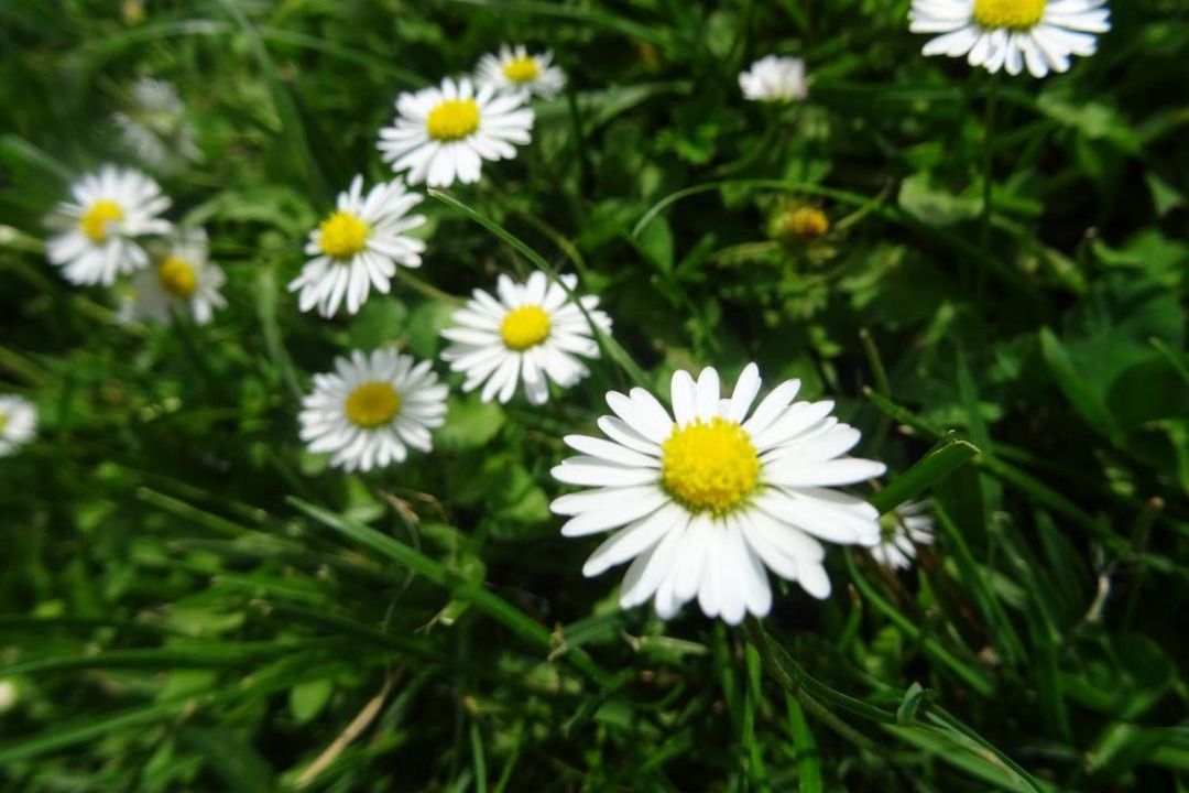 Photo of Outdoor in Labarthe