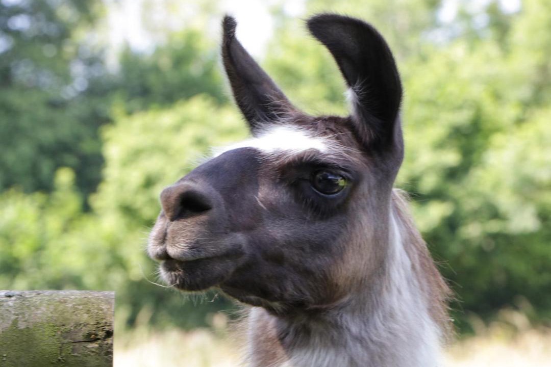 Photo of Human In Picture in Radstock