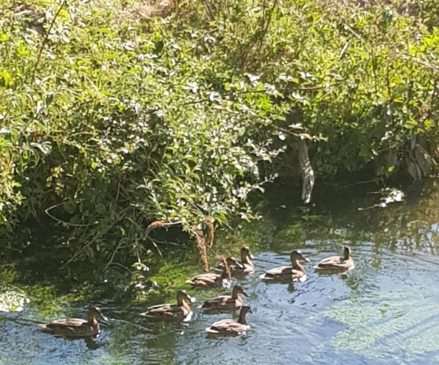 Photo of Others in Moult