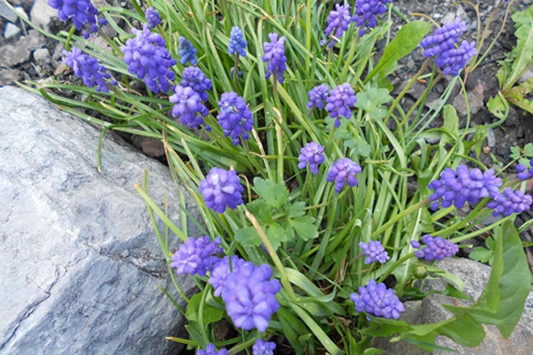 Photo of Others in Servoz