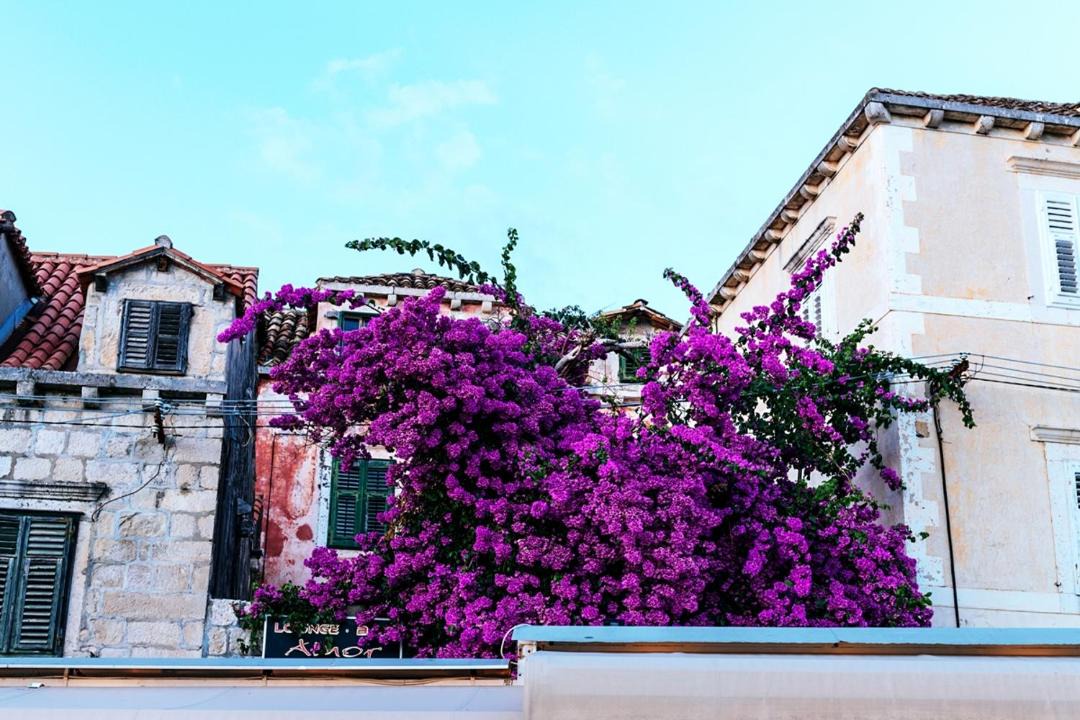 Photo of Buildings in Cavtat