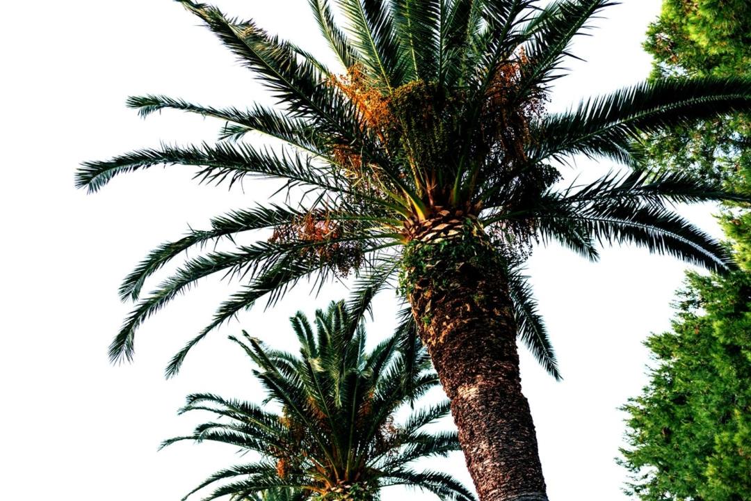 Photo of Outdoor in Cavtat