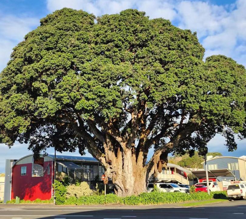 Photo of Others in New Plymouth