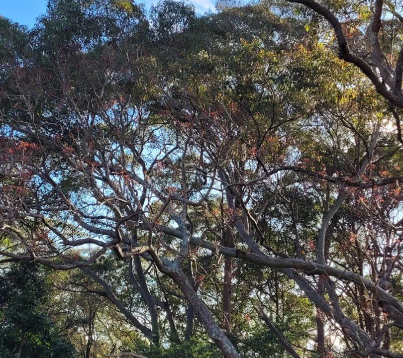 Photo of Others in New Lambton Heights