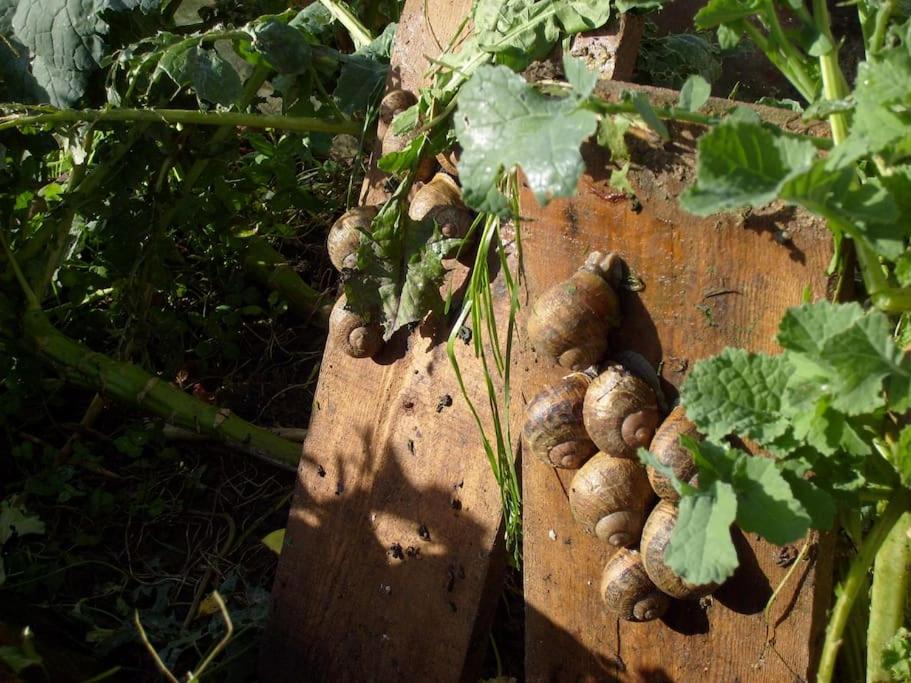 Photo of Others in Chamesol