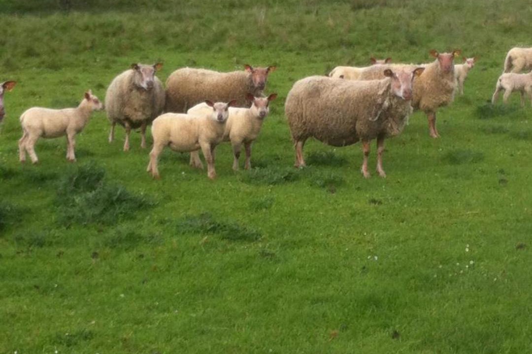 Photo of Others in Saint-Jory-de-Chalais