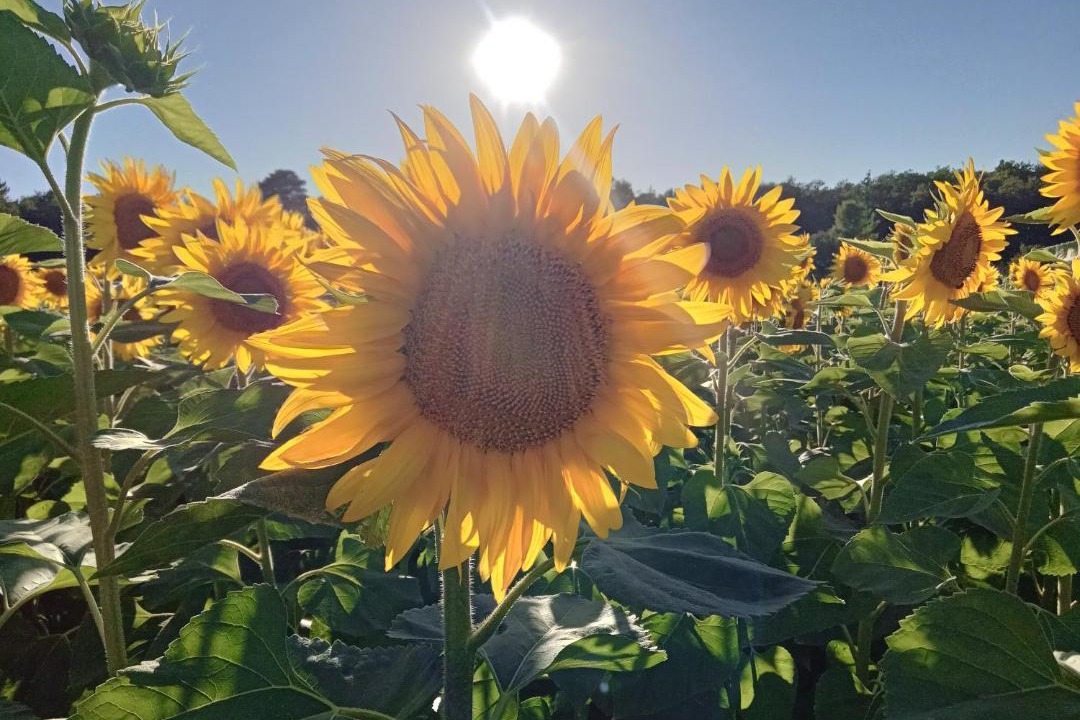 Photo of Others in Courgeac