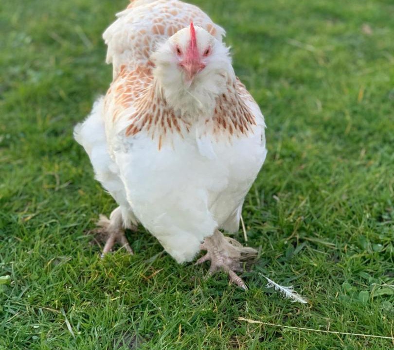 Photo of Others in Sallertaine