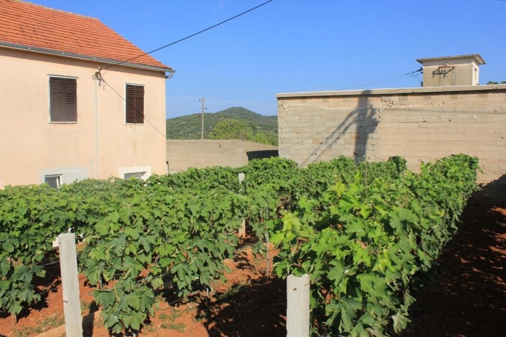 Photo of Others in Island Dugi Otok