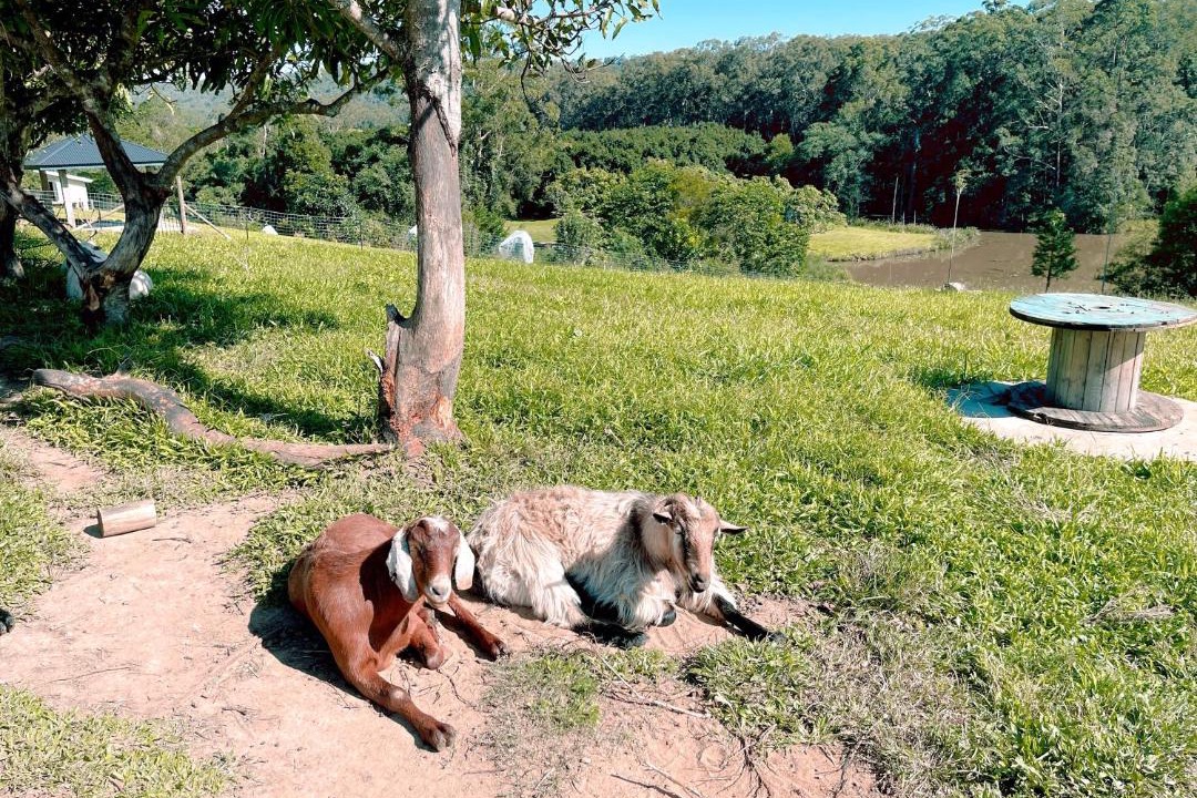 Photo of Others in Beerwah