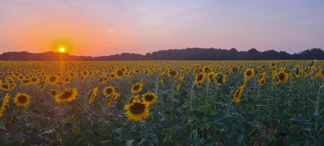 Photo of Outdoor in La Chevroliere