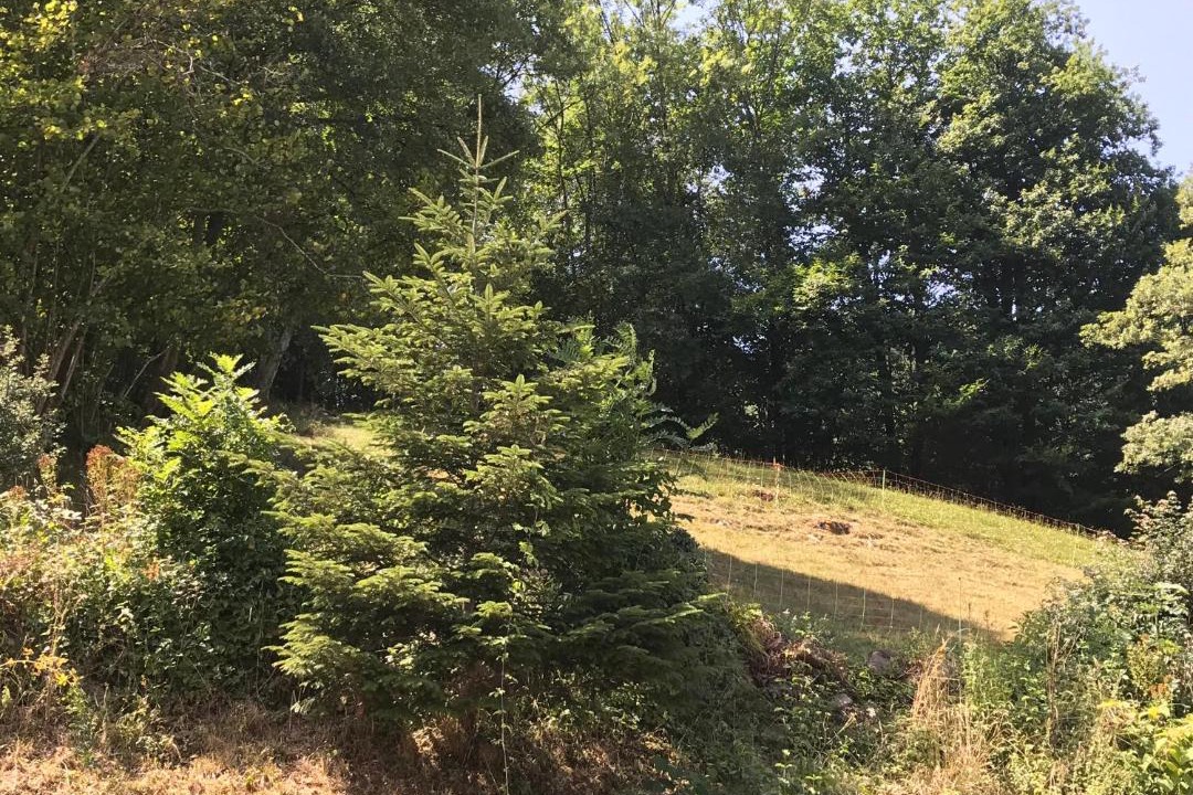 Photo of Others in Nistos