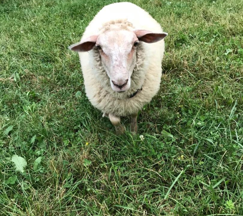 Photo of Others in Nistos