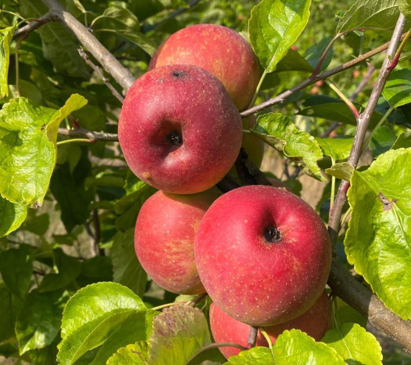 Photo of Others in Velleches