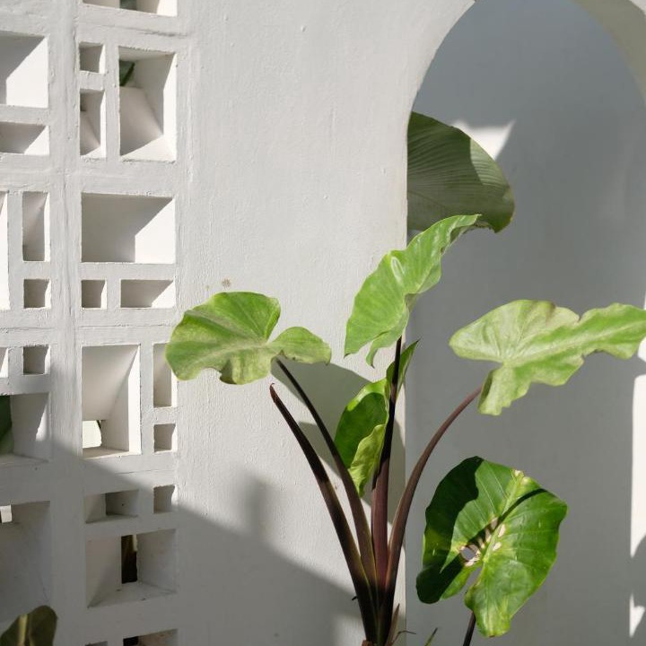 Photo of Others in Makassar