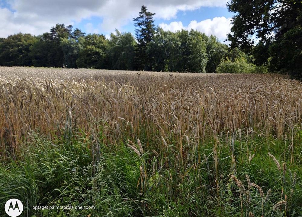 Photo of Others in Nibe