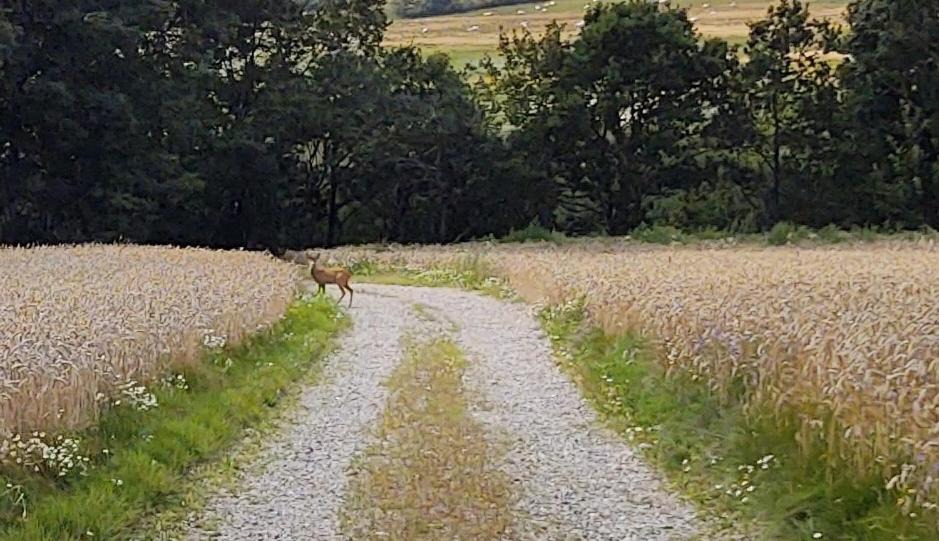 Photo of Outdoor in Nibe