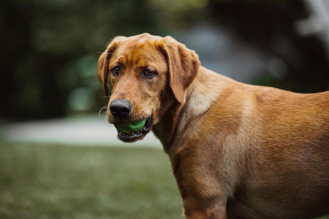 Photo of Others in Saint David