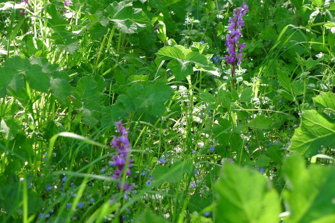 Photo of Others in Saint Ann's Chapel