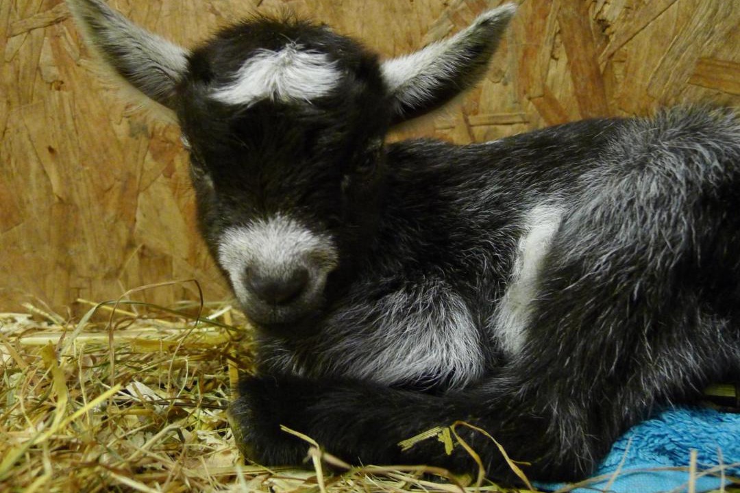 Photo of Others in Saint Ann's Chapel