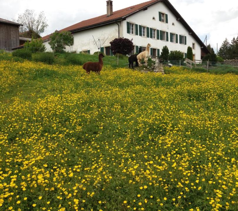 Photo of Others in Muriaux