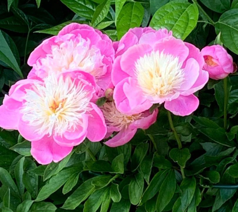 Photo of Others in Pewsey