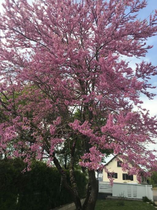 Photo of Others in Rainans