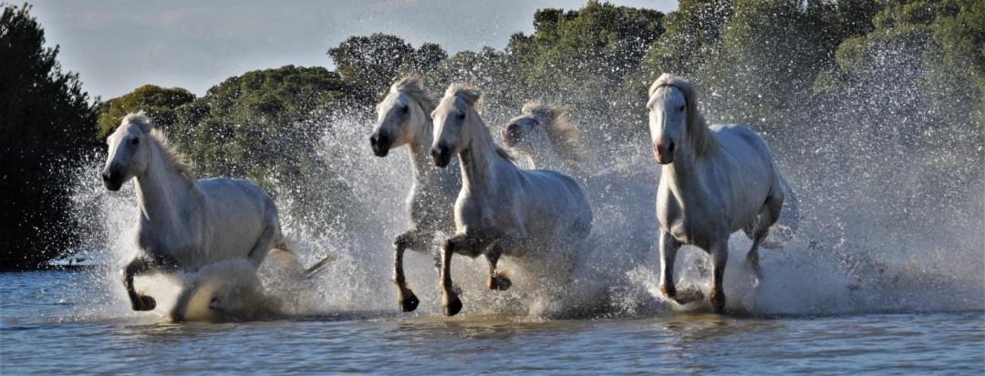 Photo of Others in Le Grau-Du-Roi