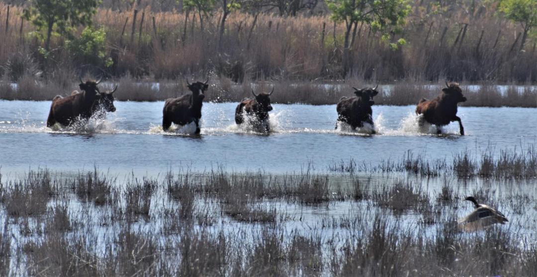 Photo of Outdoor in Le Grau-Du-Roi