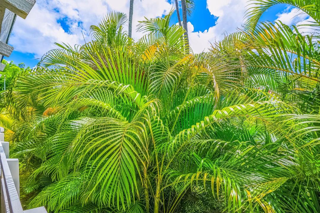 Photo of Others in Wailua