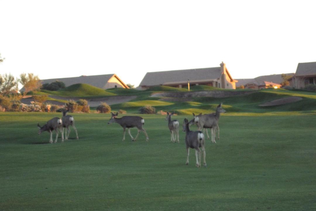 Photo of Others in Gold Canyon