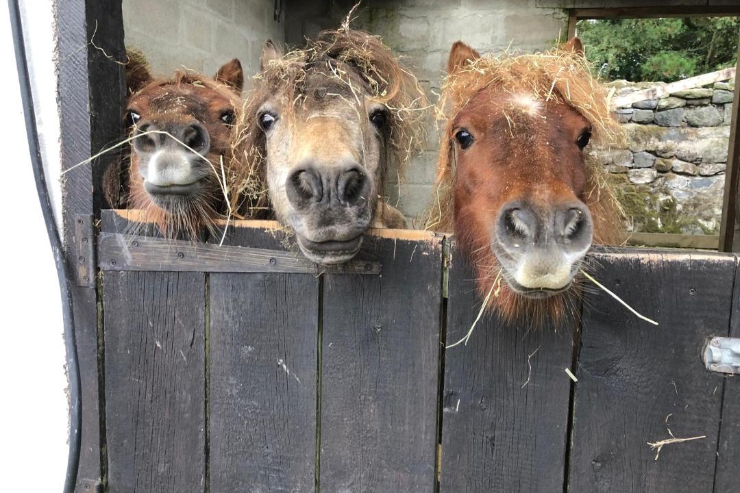 Photo of Others in Boscundle