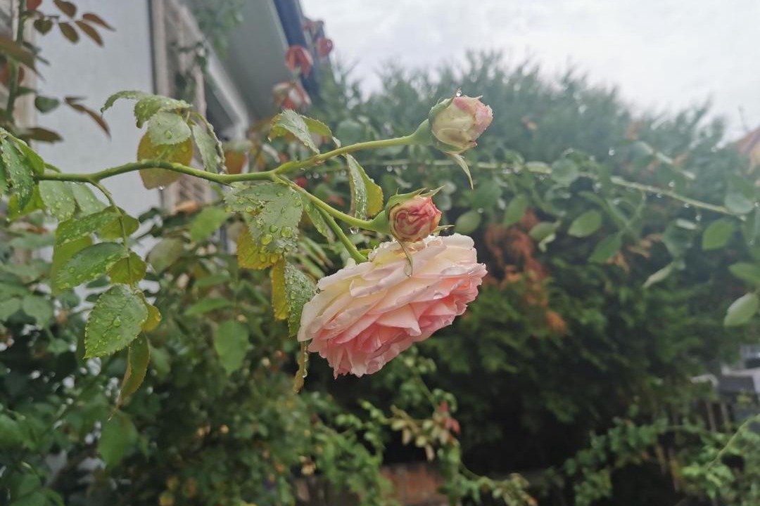 Photo of Outdoor in Robertsau