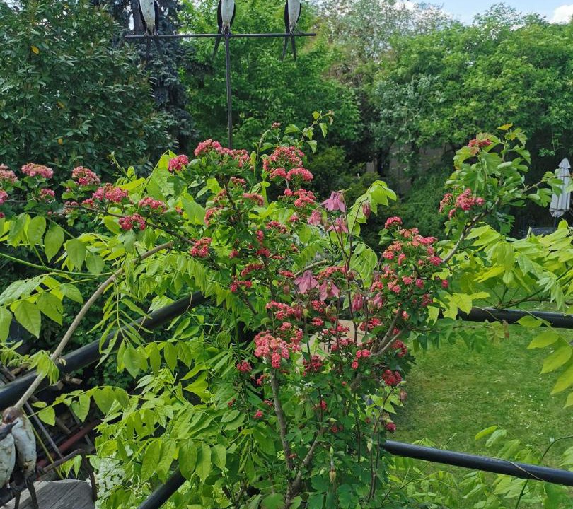 Photo of Others in Robertsau