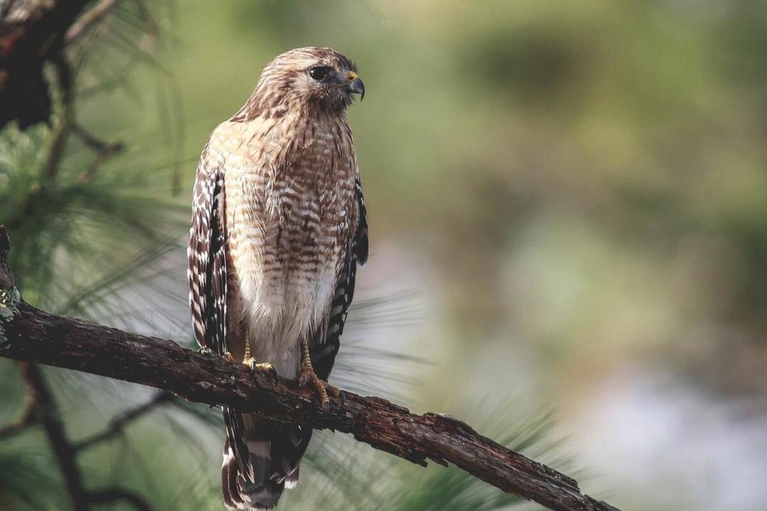 Photo of Others in Crawfordville