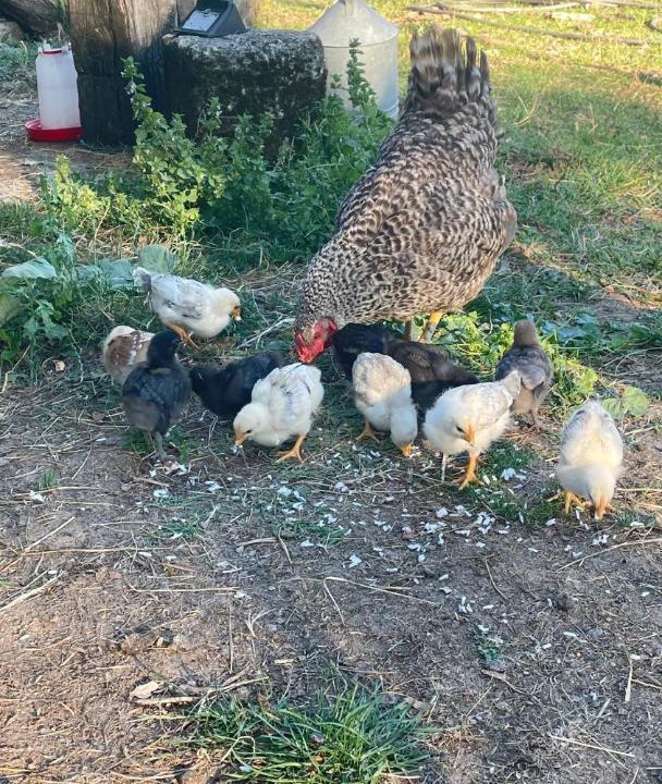 Photo of Others in Les Artigues-de-Lussac