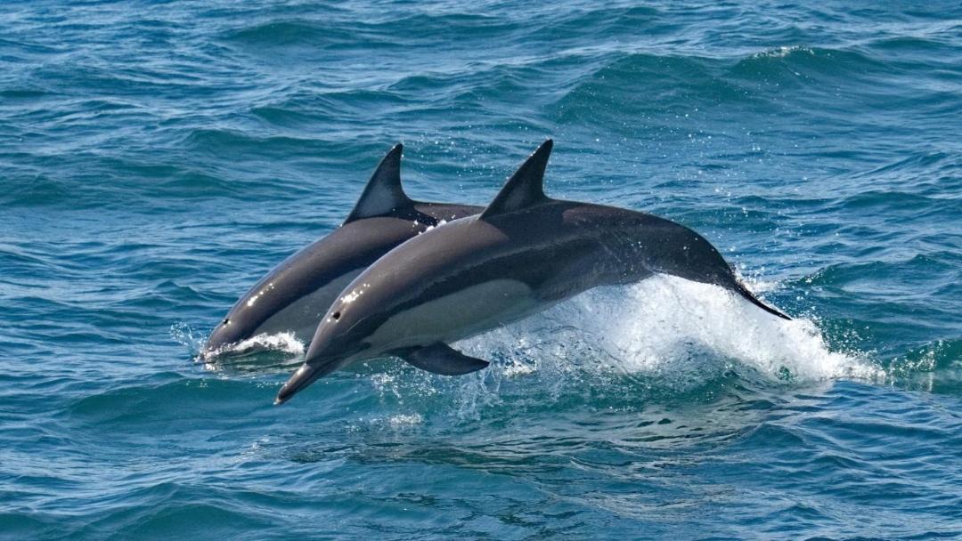 Photo of Outdoor in Black Head