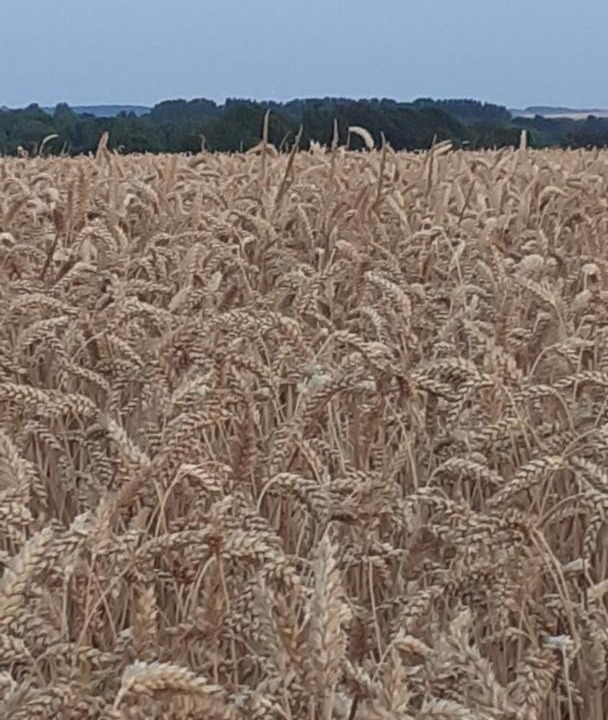 Photo of Others in Bourthes