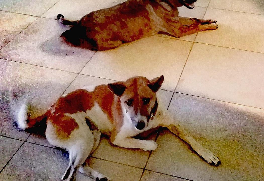 Photo of Others in Sambirenteng