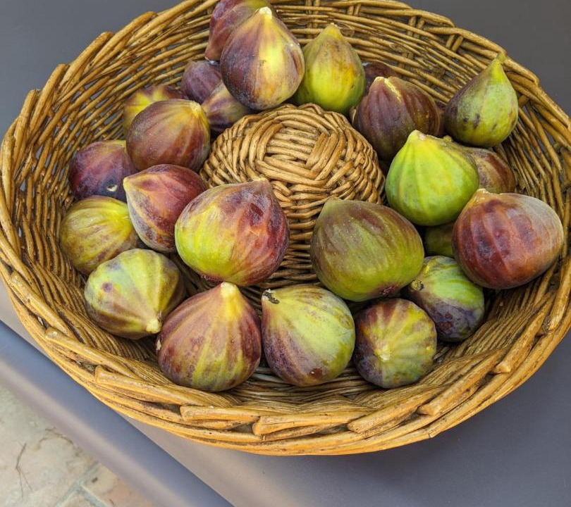 Photo of Others in Seillans